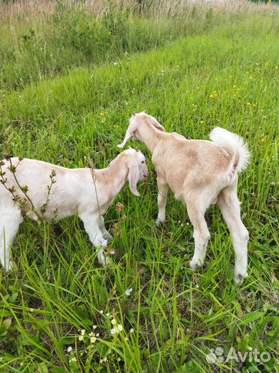 Нубийский козлик