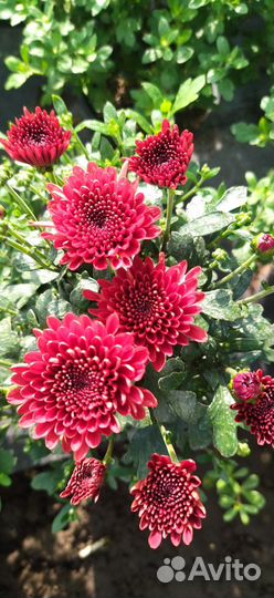 Хризантемы мультифлора