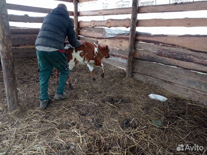 Теленок бычок 4 месяца