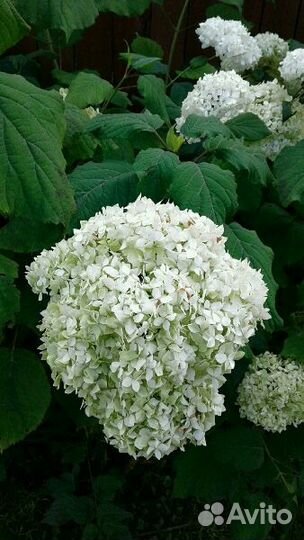 Гортензия, ирисы бородатые