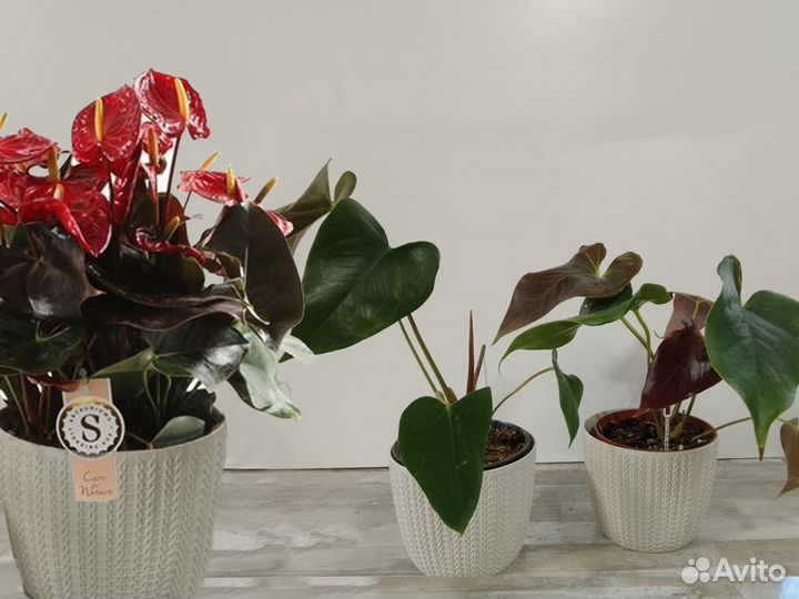 Антруриум детки