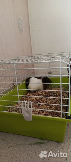 Морская свинка с клеткой