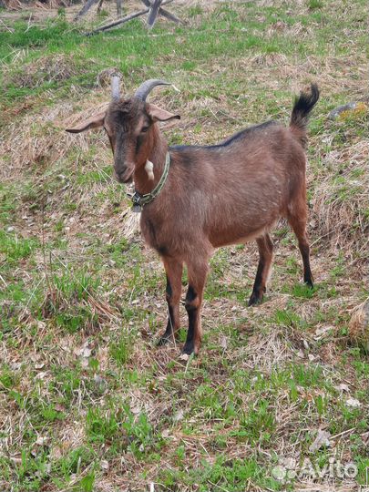 Продам коз