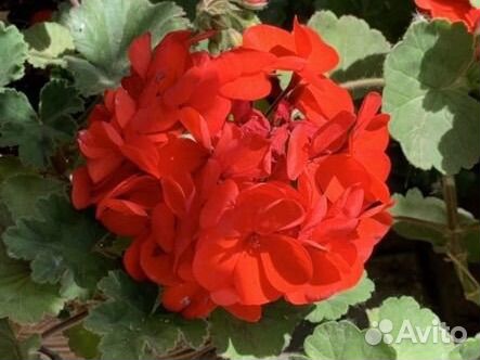 Герань пеларгония Apple Blossom