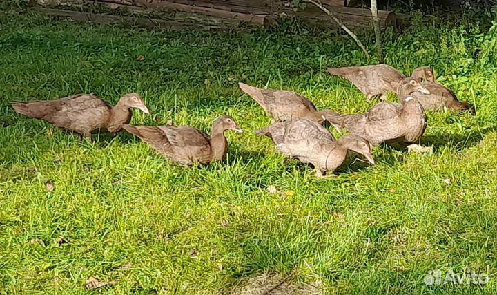 Мускусные утята.Уточки.Селезни