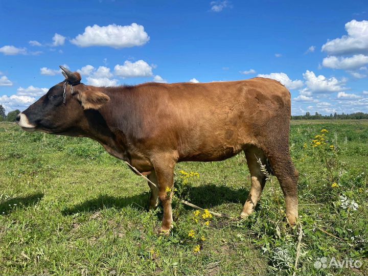 Джерсейская телка