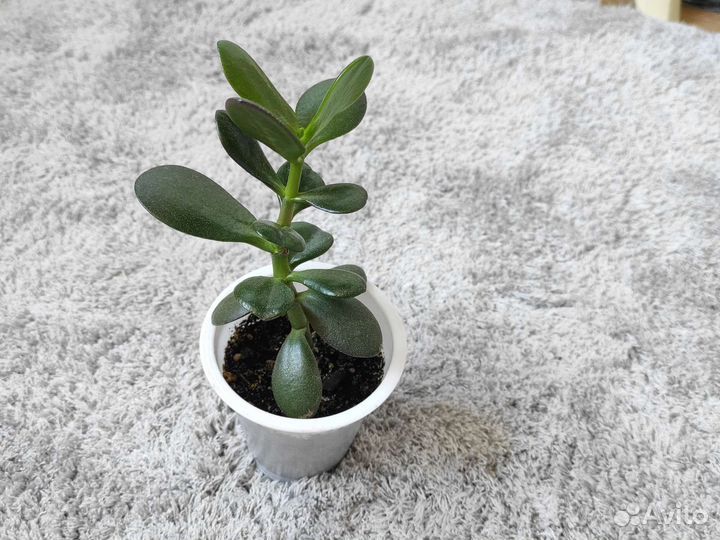 Красула толстянка