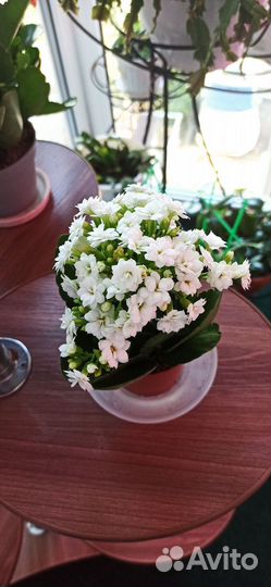 Каланхоэ каландива