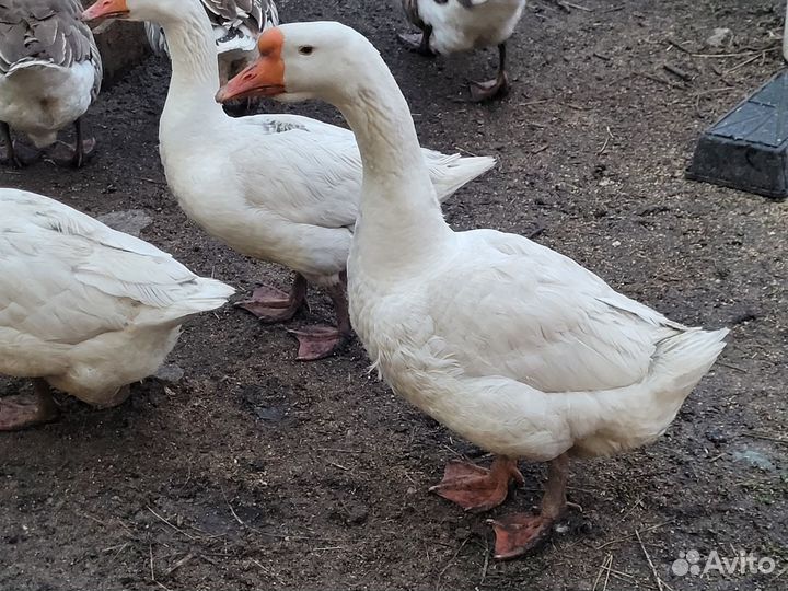 Продам гусей