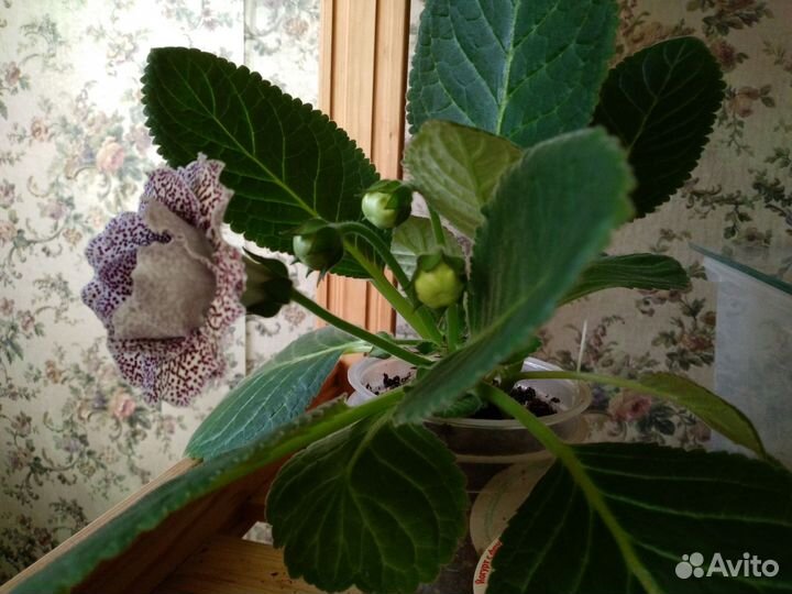 Глоксиния махровая