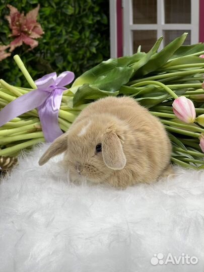 Мини Кролики