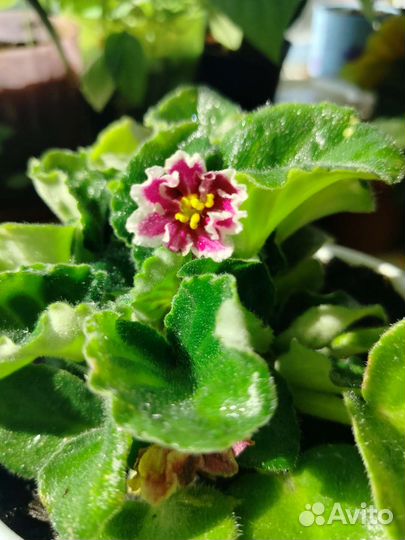 Комнатные растения