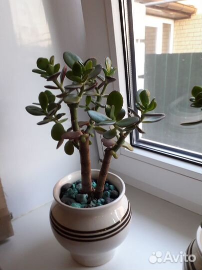 Бонсай из крассулы Денежное дерево