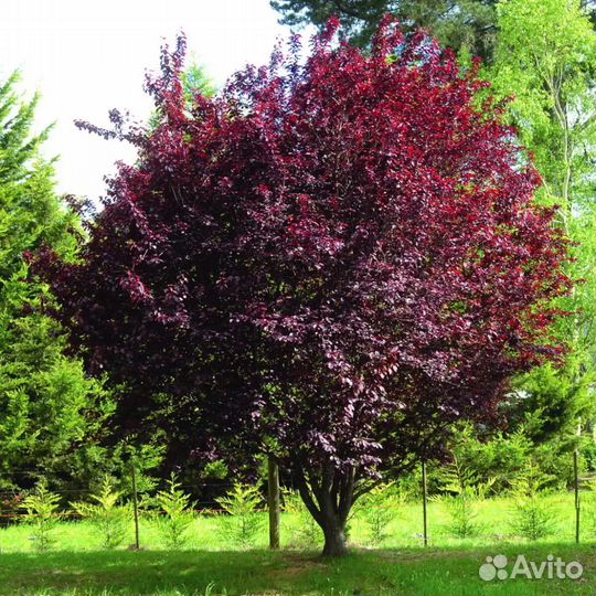 Саженцы сливы Писсарди