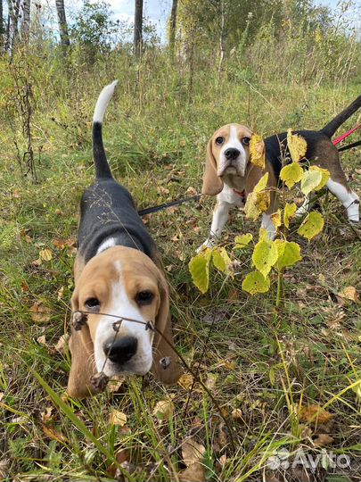 Щенки бигль