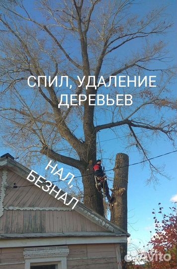 Спил деревьев, арборист