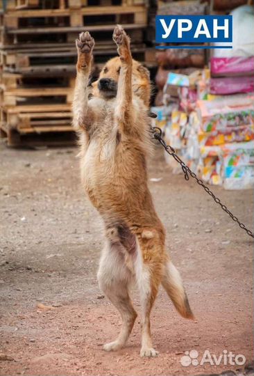 Собаки бесплатно в добрые руки