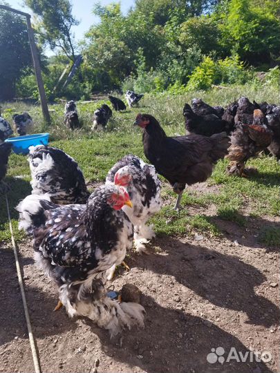 Молодые петушки