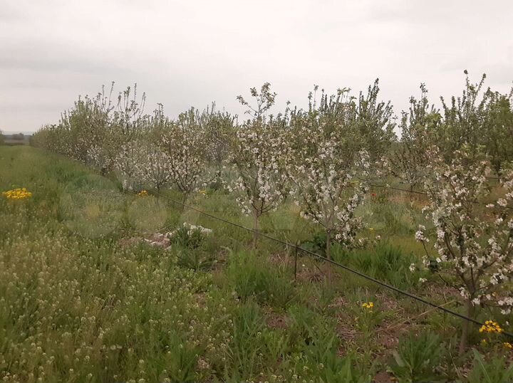 Участок 3 га (СНТ, ДНП)
