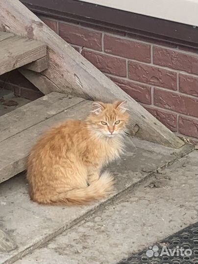Отдам бесплатно кошек