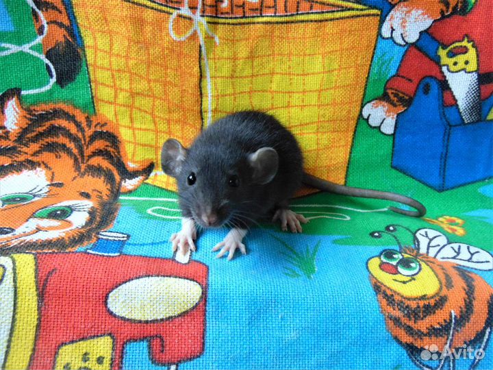 Крысята Голубые, сиамы, чёрные, капюшоны, клетки