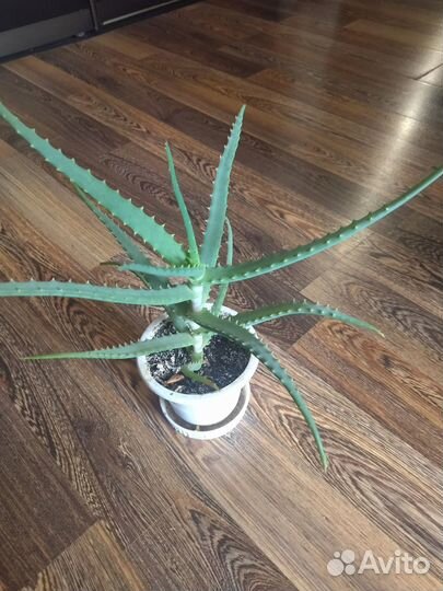 Сингониум, алоэ