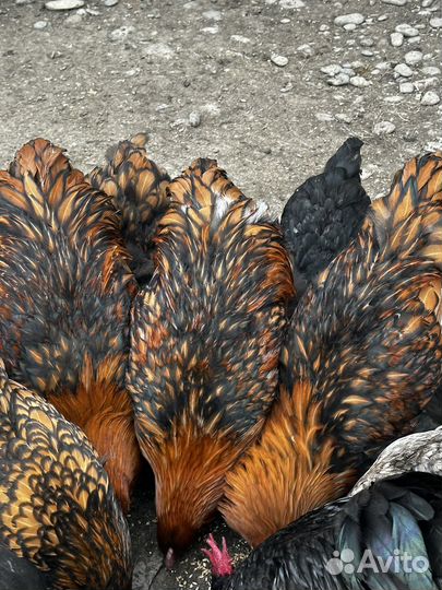 Петухи породы Астролоп и орпинктон 9месяцев