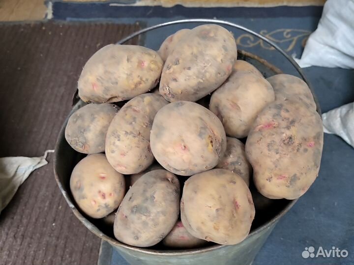Продам картошку