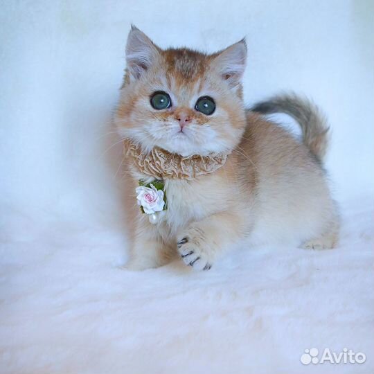 Британские котята