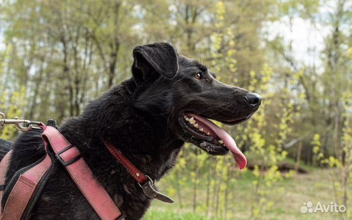 Красавчик Вуди из приюта ждёт свою семью