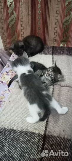 Котята в добрые руки бесплатно