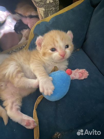 Кошка Американская Керл