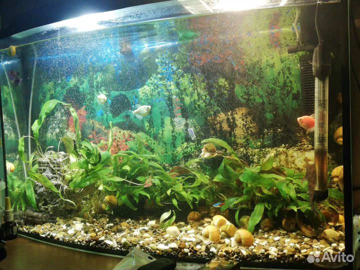 Аквариум и рыбки