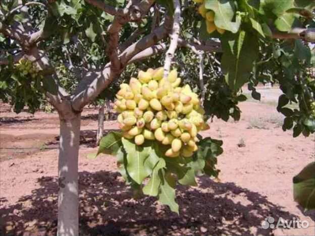 Саженцы Фисташки