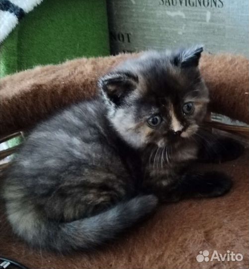 Шотландский котята черепашки