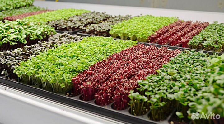 Микрозелень (возможен опт)