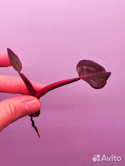 Филодендрон Оранжевая принцесса