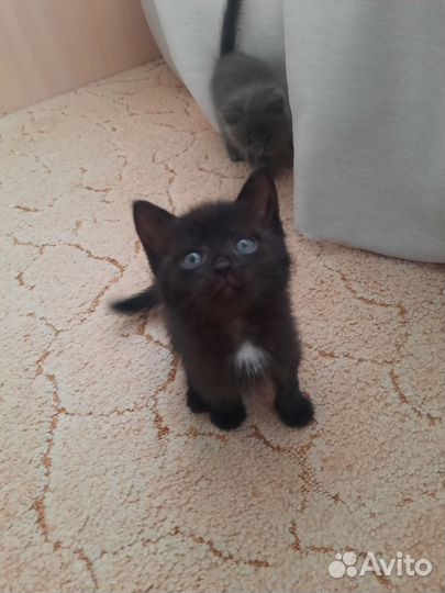 Котенок бесплатно