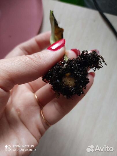 Глоксиния цветущая и клубни