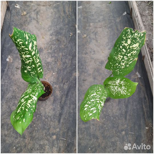 Комнатные цветы