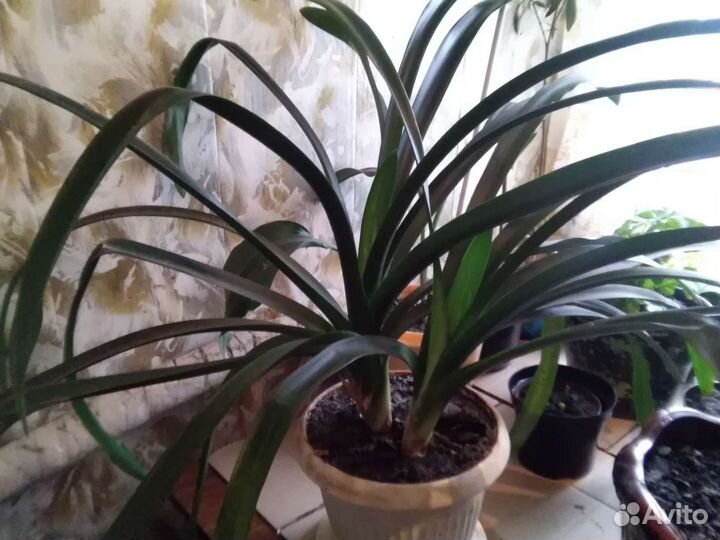 Кливия домашний цветок