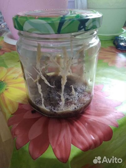 Гриндальский червь, гриндаль на корм рыбкам