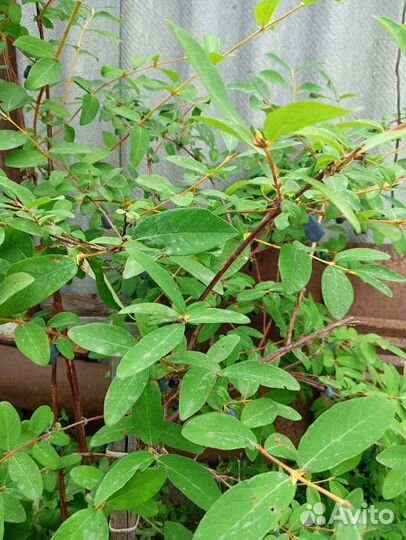 Растения садовые и комнатные