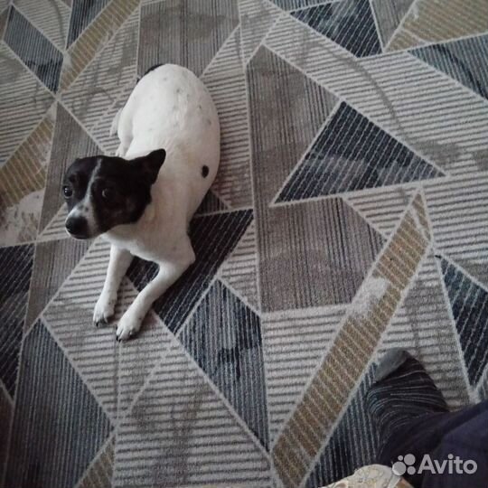 Ищем жениха