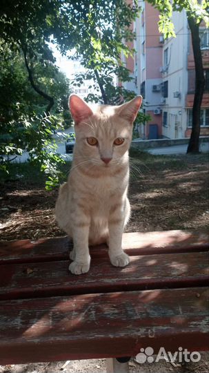 Кошки