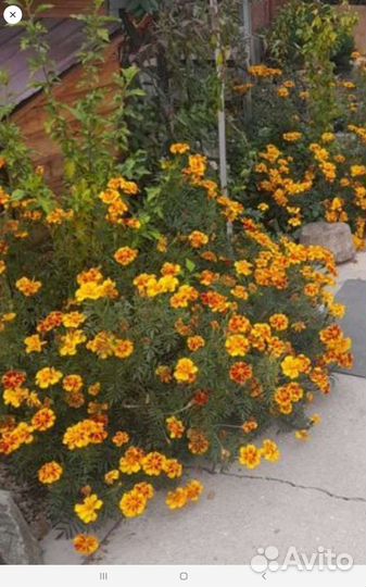 Бархатцы семена