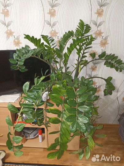 Замиокулькас в горшке
