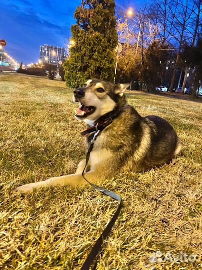 Молодой кобель в добрые руки