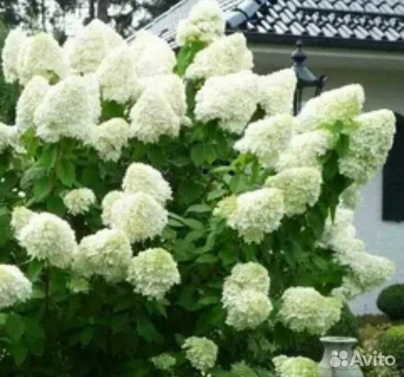 Черенки гортензии Полярный медведь