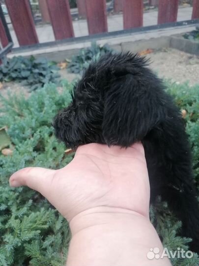 Щенки ризеншнауцера